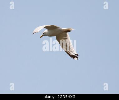 GEMEINE MÖWE am Himmel Larus Canus Stockfoto