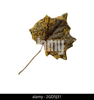 Hässlich trockener Herbst dunkelgrün und gelbes Blatt Nahaufnahme auf weißem Hintergrund Stockfoto