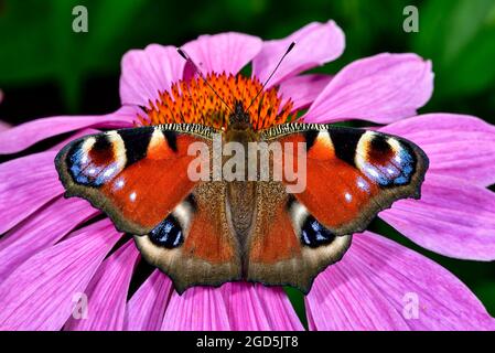 Europäische Pfau Stockfoto