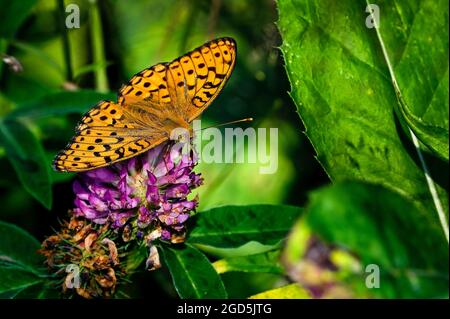 Dunkel grün Fritillary Stockfoto