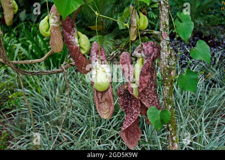 Rohrblume des brasilianischen Holländers (Aristolochia gigantea), Rio de Janeiro, Brasilien Stockfoto