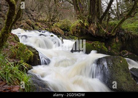 Golitha fällt nach heftigem Regen auf dem Fowey River Bodmin Moor Cornwall Stockfoto