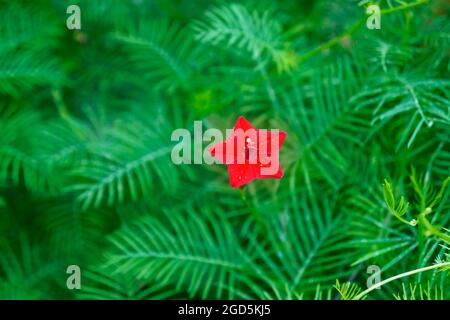 Zypressen-Rebe, Zypressen-Morgens-Glorie oder Kardinal-Kriechgang (Ipomoea quamoclit) Stockfoto