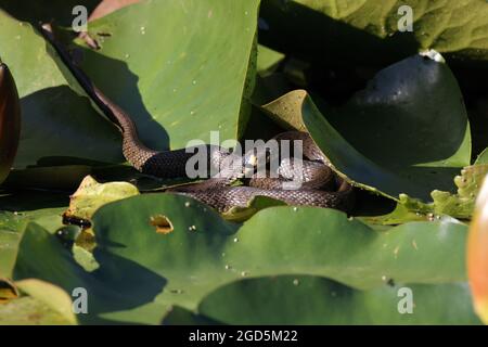 Grassnatter, Grassnatter (Natrix natrix), auf Seerosenunterlage, Deutschland Stockfoto