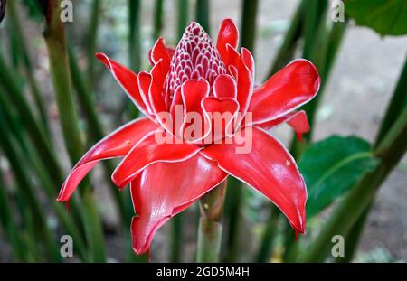 Rote Fackel-Ingwerblume (Etlingera elatior) Stockfoto