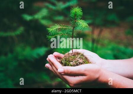 Weibliche Hand hält Sprossen wilde Kiefer in der Natur grünen Fores Stockfoto