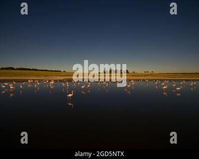 Flamingos fock in einer Lagune von Pampas, Provinz La Pampa, Patagonien, Argentinien Stockfoto