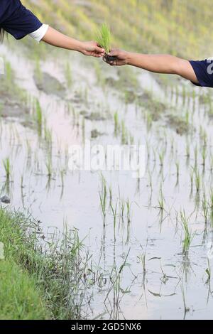 Landwirt Reis Pflanzen auf Wasser Stockfoto