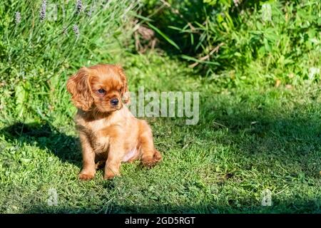 Ein Hund Kavalierkönig charles, ein Welpe mit dem Reinen sitzt im Garten Stockfoto