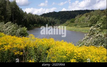 Hochsommerblüte von Solidago canadensis, bekannt als Canada Goldenrod oder Canadian Goldenrod im Gauja National Park, Sigulda, Lettland Stockfoto