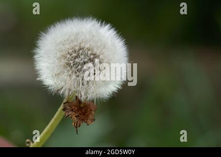 Detail des reifen Taraxacum officinale. Bekannt als Dandelion oder gewöhnlicher Dandelion. Reifer Elandelion, grüner Hintergrund. Stockfoto