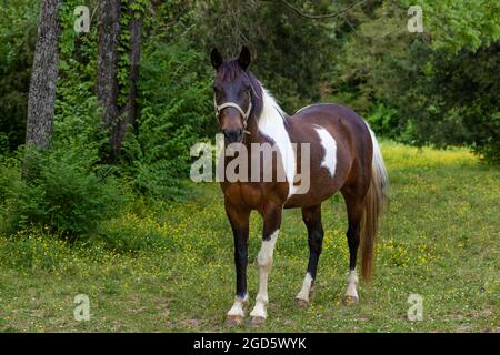 Ein schönes Pferd steht in einem schattigen Paster im ländlichen Tennessee. Stockfoto