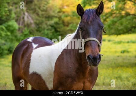 Nahaufnahme eines wunderschönen Pferdes steht in einem schattigen Paster im ländlichen Tennessee. Stockfoto