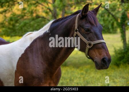 Nahaufnahme eines wunderschönen Pferdes steht in einem schattigen Paster im ländlichen Tennessee. Stockfoto