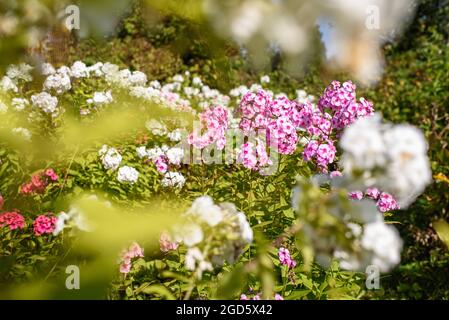 Phlox auf dem Blumenbeet. Nahaufnahme von Gartenblumen. Stockfoto