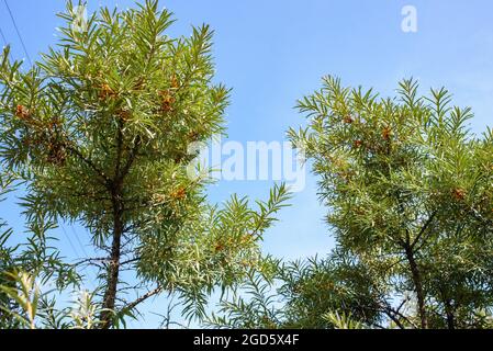 Früchte von reifem, öligen Sanddorn an den Zweigen eines Busches aus der Nähe. Stockfoto