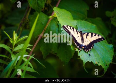 Ein wunderschöner alter Schwalbe Schwanz Schmetterling Rest auf einem großen Blatt. Stockfoto