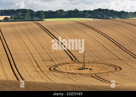 Blick über das goldene Weizenfeld im Sommer mit Traktorlinien, East Garston, berkshire, England, Großbritannien, Europa Stockfoto