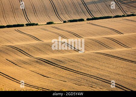 Blick über Weizenfelder im Sommer mit Traktorlinien, East Garston, berkshire, England, Großbritannien, Europa Stockfoto