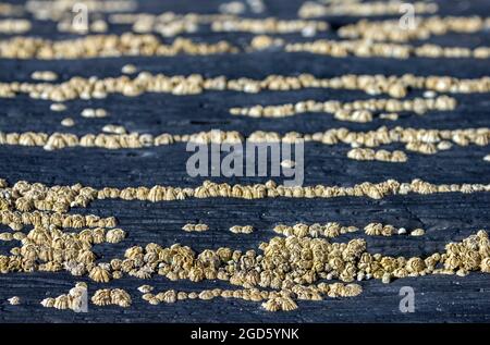 Seepocken auf Schiefer Traeth Llyfn Beach Porthgain Pembrokeshire Coast National Park Wales Stockfoto