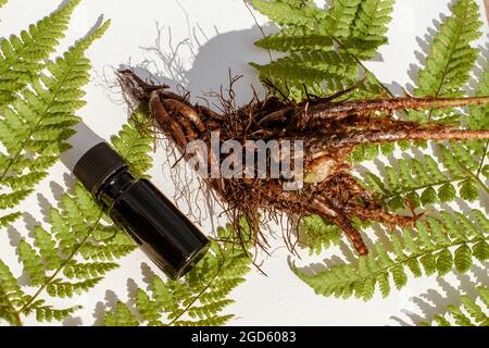 Auszug aus Blättern, Stängeln und Wurzeln von Holzfarn, Dryopteris erythrosora. Männliche Farnblätter und Wurzeln aus der Nähe. Stockfoto