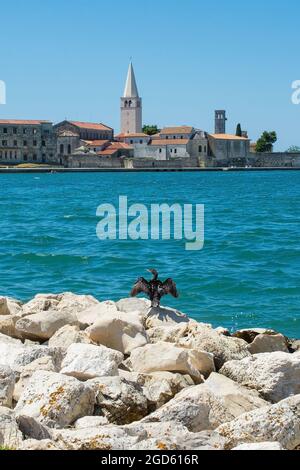 Die historische mittelalterliche Küstenstadt Porec in Istrien, Kroatien, von der Küste nördlich der Altstadt aus gesehen. Ein Kormoran trocknet seine Flügel auf dem Ro Stockfoto