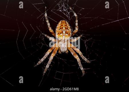 Europäische Kreuzspinne Stockfoto