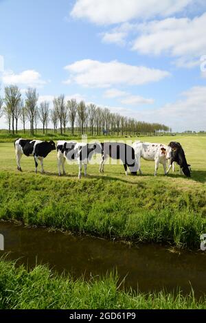 Kühe auf einer Wiese in den Niederlanden, Landschaft in Holland Stockfoto