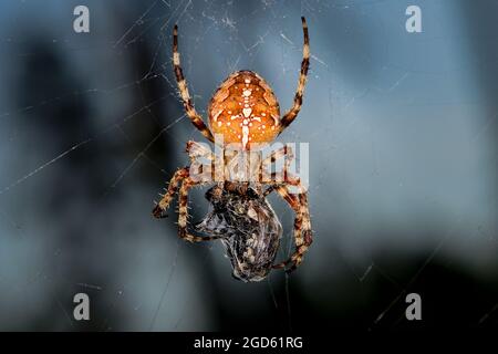 Europäische Kreuzspinne Stockfoto