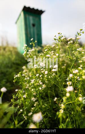 Toilette in einem Feld von Gänseblümchen. Vintage-Toilette. Eine rustikale grüne Toilette im Freien mit einem Herz, das an der Tür herausgeschnitten wurde Stockfoto