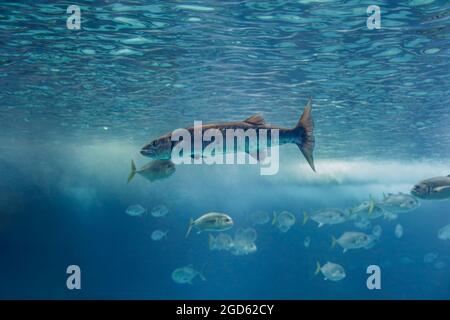 Barracuda mit weicher Hintergrundbeleuchtung. Aquarienfoto. Stockfoto