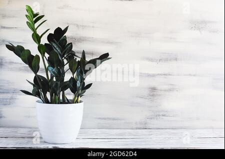 Topped ZZ dowon Plant, Zamioculcas Zamifolia, Zimmerpflanze über einem rustikalen Holztisch mit freiem Platz für Text. Stockfoto