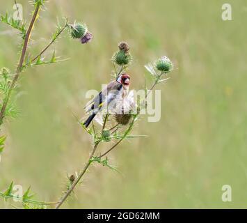 Europäischer Goldfink, Carduelis carduelis, füttert an der Distel, dem Lieblingsessen dieses Vogels, Deutschland Stockfoto