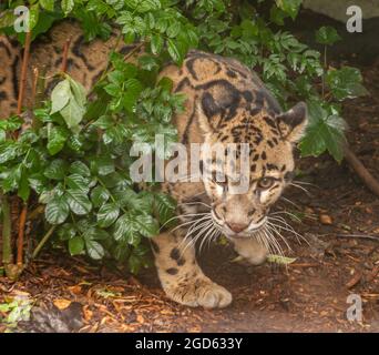 Porträt eines schönen getrübten Leoparden (Neofelis Nebulosa). Stockfoto