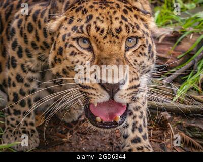 Porträt eines Amur-Leoparden (Panthera pardus orientalis). Stockfoto