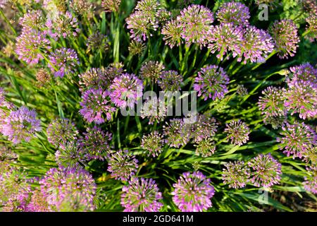 Eine Ansicht von oben nach unten mit Milchkrautblüten. Stockfoto