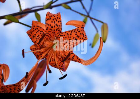 Botanischer Garten von St. Albert Stockfoto