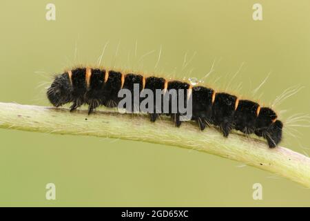 Eine Fuchs-Motte-Raupe, Macrothylacia rubi, die auf dem Stamm einer Pflanze auf einer Wiese ruht. Stockfoto