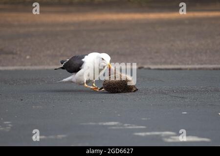 Kleine Schwarzrückenmöwe (Larus fuscus graellsii) Norwich GB UK Juli 2021 pickt auf einen Igelmörder Stockfoto