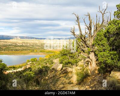 Blick über das weite Hollow Reservoir, mit einem toten Utah Juniper im Vordergrund, auf den Petrified Forest State Park, Escalante Utah, USA Stockfoto