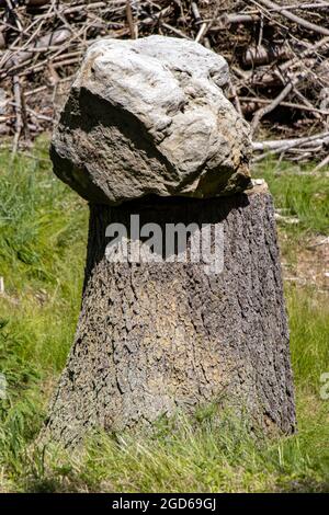 Großer Steinblock auf einem Baumstumpf im Wald. Stockfoto