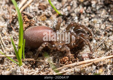 Geldbeutelspinne (Atypus affinis, Purseweb Spider) Weibchen auf sandigen Heide in Surrey, England, Großbritannien Stockfoto