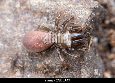 Geldbeutelspinne (Atypus affinis, Purseweb Spider) Weibchen auf sandigen Heide in Surrey, England, Großbritannien Stockfoto