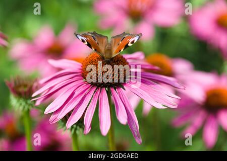 Pfauenfalter / Aglais io nectaring auf einer lila Konelblume / Echinacea purea Stockfoto