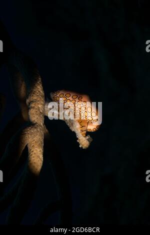 Flamingo-Zunge (Cyphoma gibbosm) am Riff vor der niederländischen Karibikinsel Sint Maarten Stockfoto