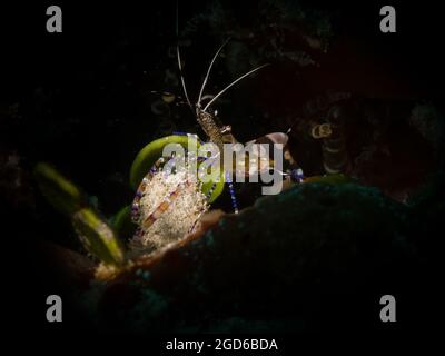 Gefleckte, sauberere Garnelen (Periclimenes yucatanicus) am Riff vor der niederländischen Karibikinsel Sint Maarten Stockfoto
