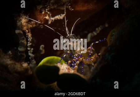 Gefleckte, sauberere Garnelen (Periclimenes yucatanicus) am Riff vor der niederländischen Karibikinsel Sint Maarten Stockfoto