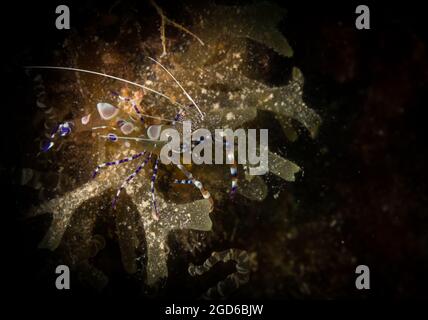 Gefleckte, sauberere Garnelen (Periclimenes yucatanicus) am Riff vor der niederländischen Karibikinsel Sint Maarten Stockfoto