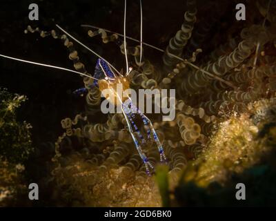 Pedersen Cleaner Shrimp (Periclimenes pedersoni) am Riff vor der Insel Sint Maarten, niederländische Karibik. Stockfoto