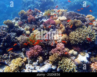 Königin des Roten Meeres - Pseudanthias squamipinnis Stockfoto